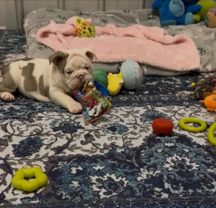 Bezaubernde Englische Bulldoggenwelpen suchen ein neues Zuhause