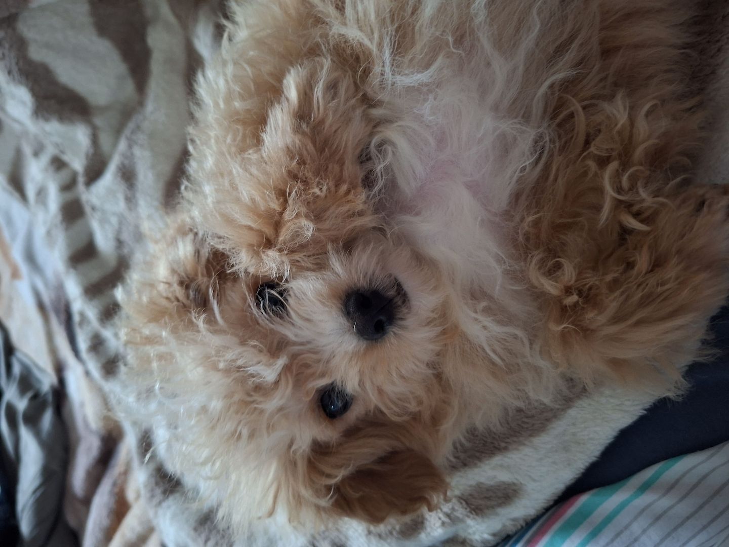 Zuckersüßer Maltipoo-Welpe zu verkaufen | Süßer Hund sucht sein neues Zuhause!