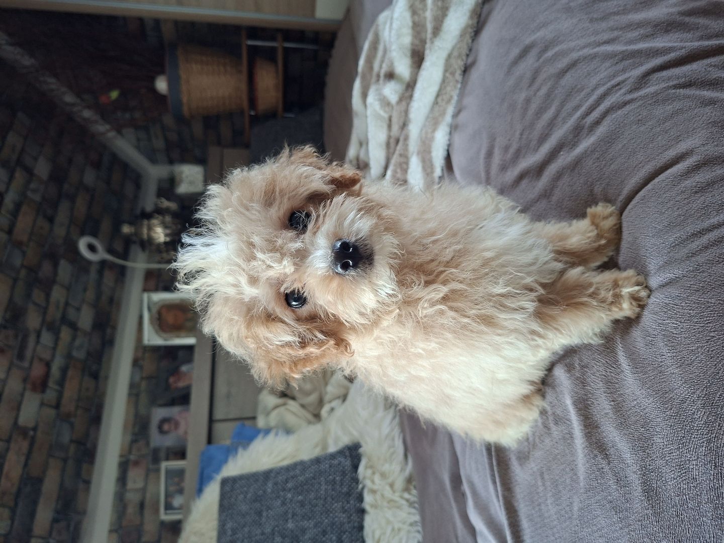 Zuckersüßer Maltipoo-Welpe zu verkaufen | Süßer Hund sucht sein neues Zuhause!