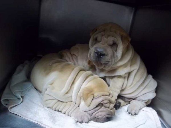 Shar-Pei-Welpen