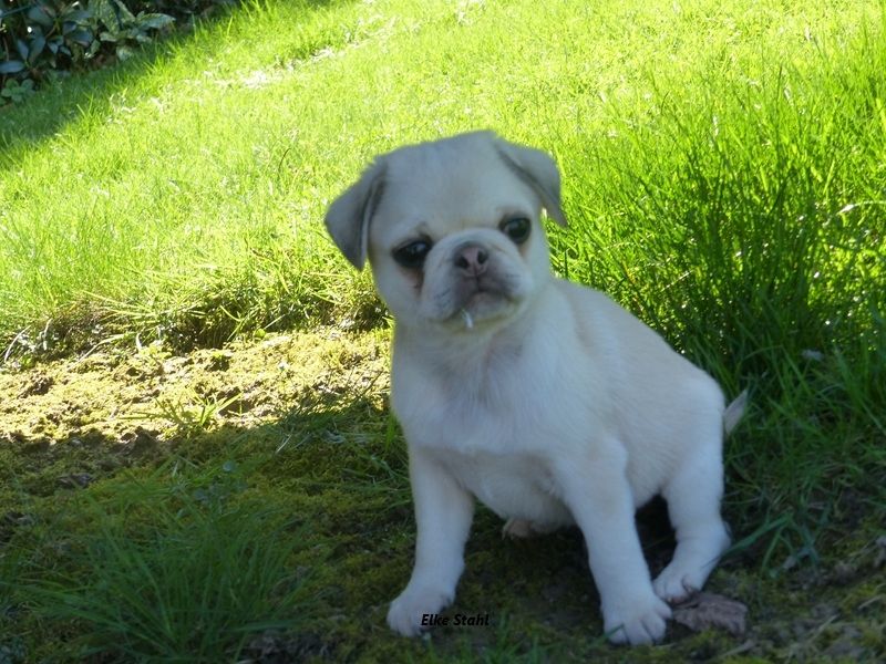 Altdeutsche Mopswelpen, frei atmend, mit Stammbaum