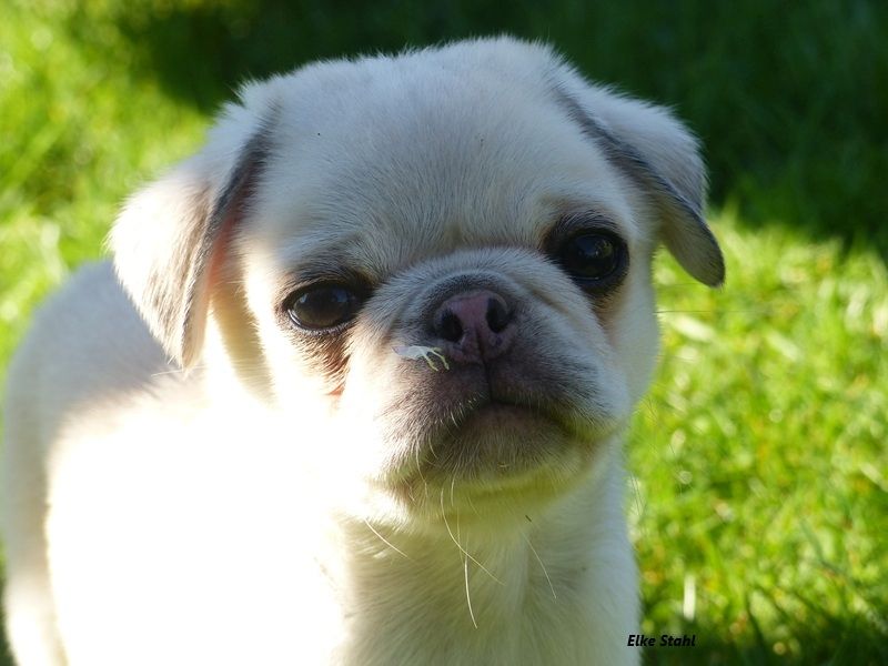 Altdeutsche Mopswelpen, frei atmend, mit Stammbaum