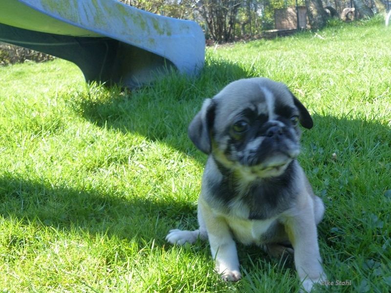 Altdeutsche Mopswelpen, frei atmend, mit Stammbaum