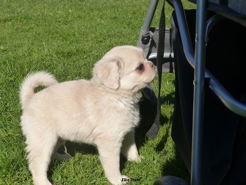 Altdeutsche Mopswelpen, frei atmend, mit Stammbaum