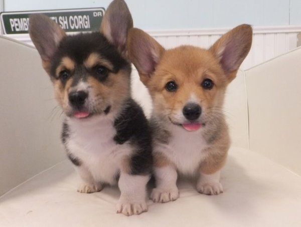 Welsh Pembroke Corgi Welpen abzugeben