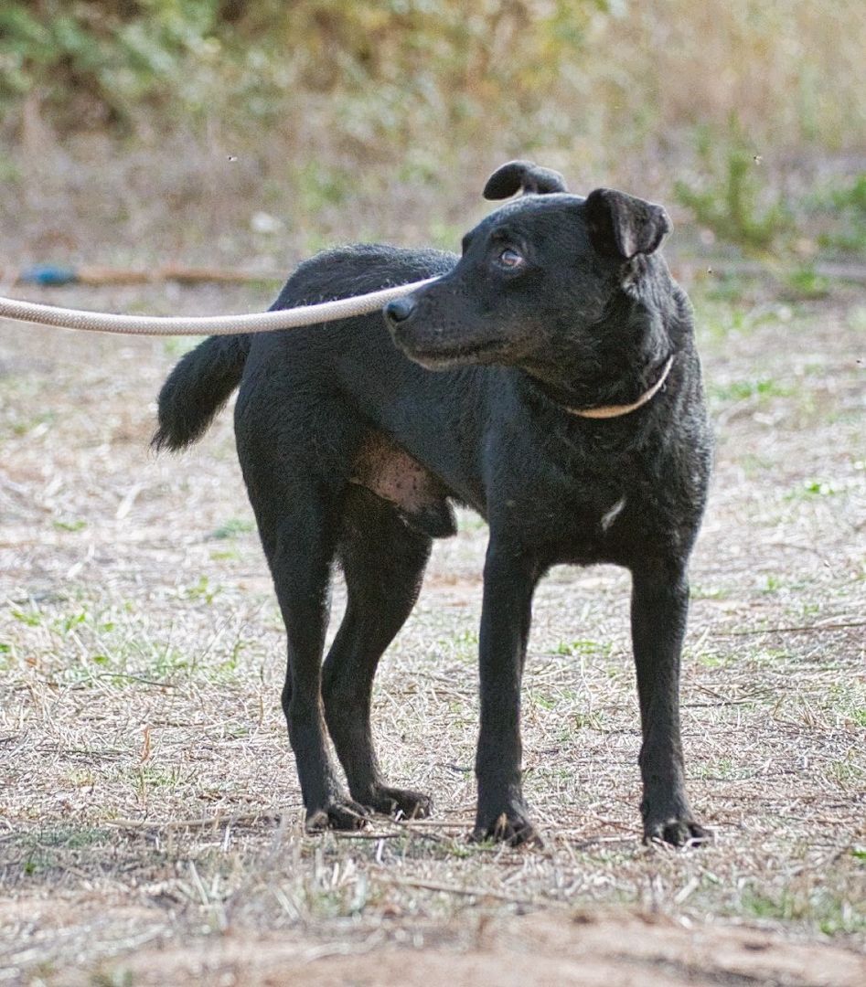 Mattheus - ein sanfter Begleiter