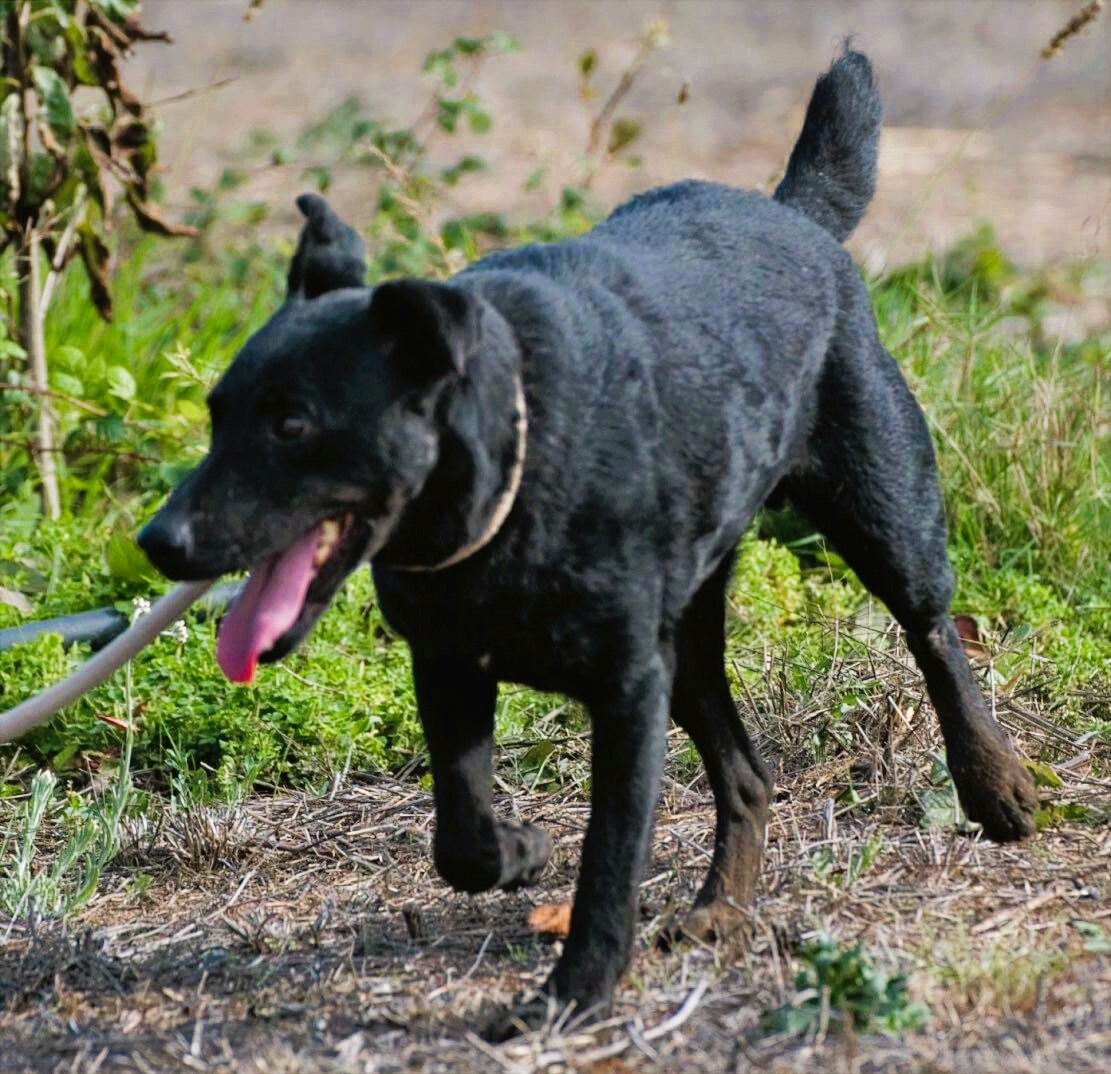 Mattheus - ein sanfter Begleiter
