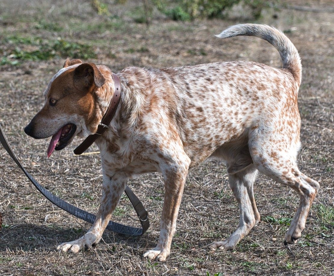 Duke - ein Schatz mit Handicap
