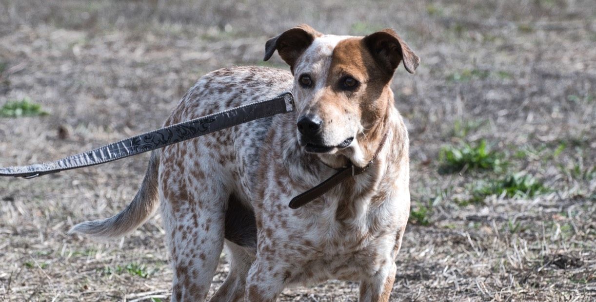 Duke - ein Schatz mit Handicap