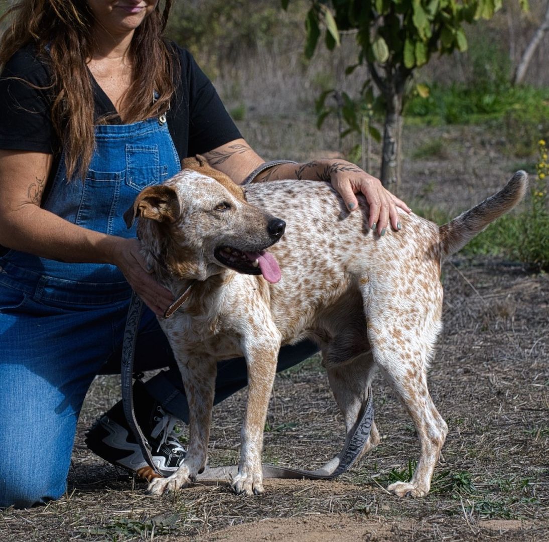 Duke - ein Schatz mit Handicap