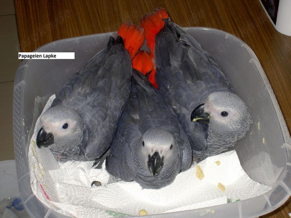 Kongo-Graupapageienbabys, super zahm und sehr lieb.