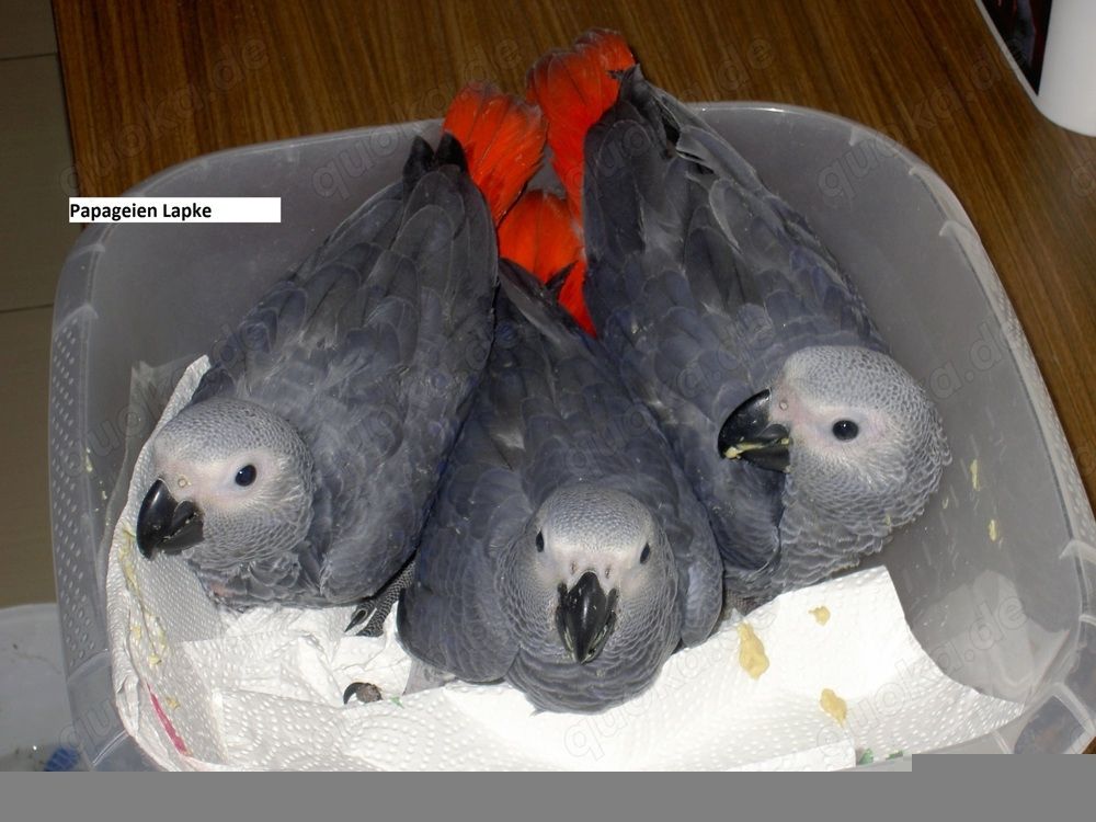 Kongo-Graupapageienbabys, super zahm und sehr lieb.