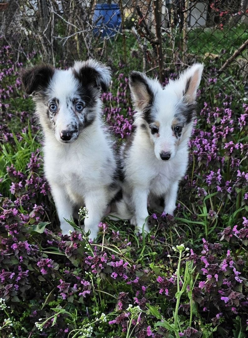 Sheltie Merle Jungen FCI