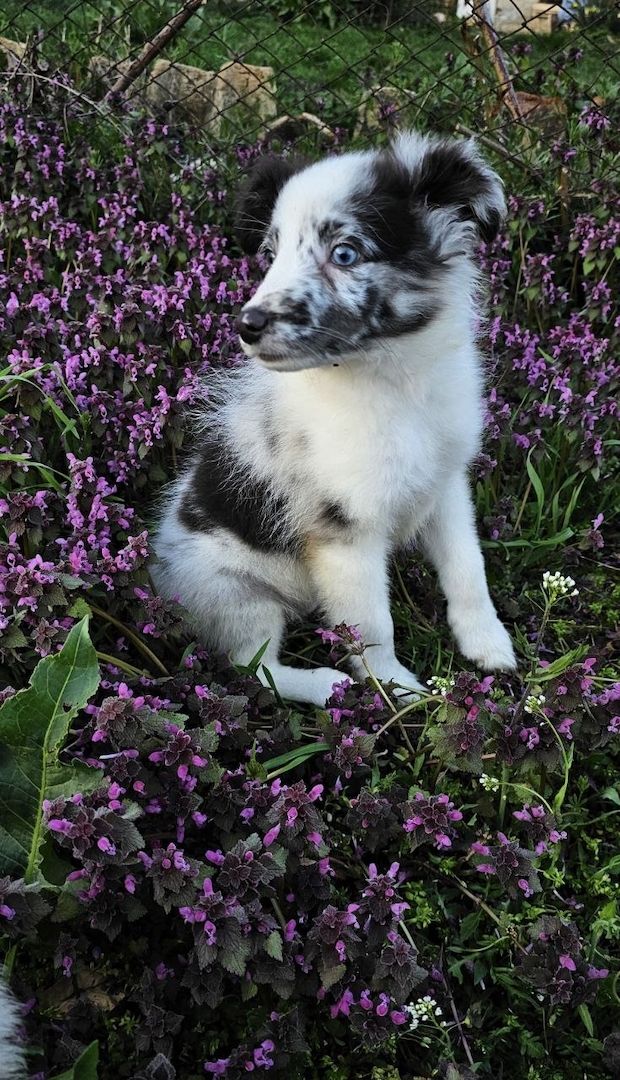 Sheltie Merle Jungen FCI
