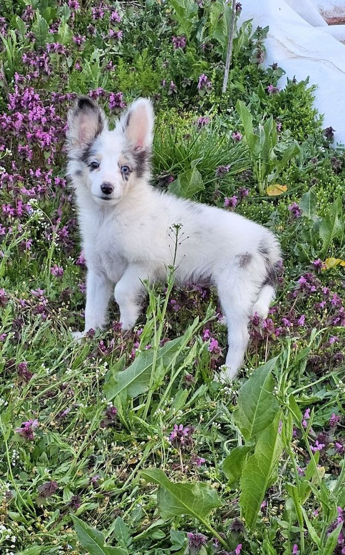 Sheltie Merle Jungen FCI