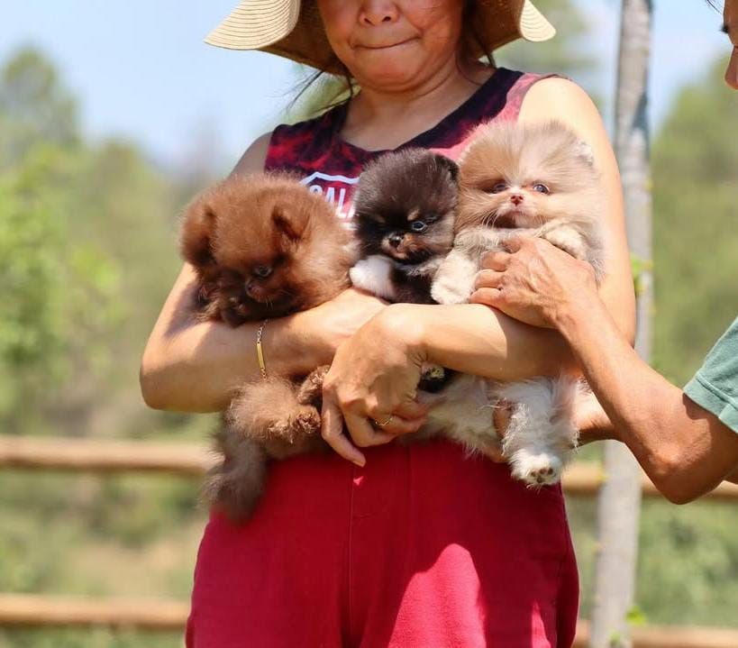 Niedliche Pomeranian-Welpen zu verkaufen