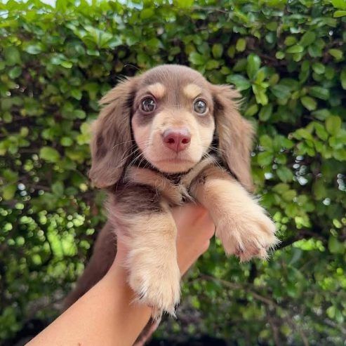 Gesunde Dackelwelpen suchen ein neues Zuhause