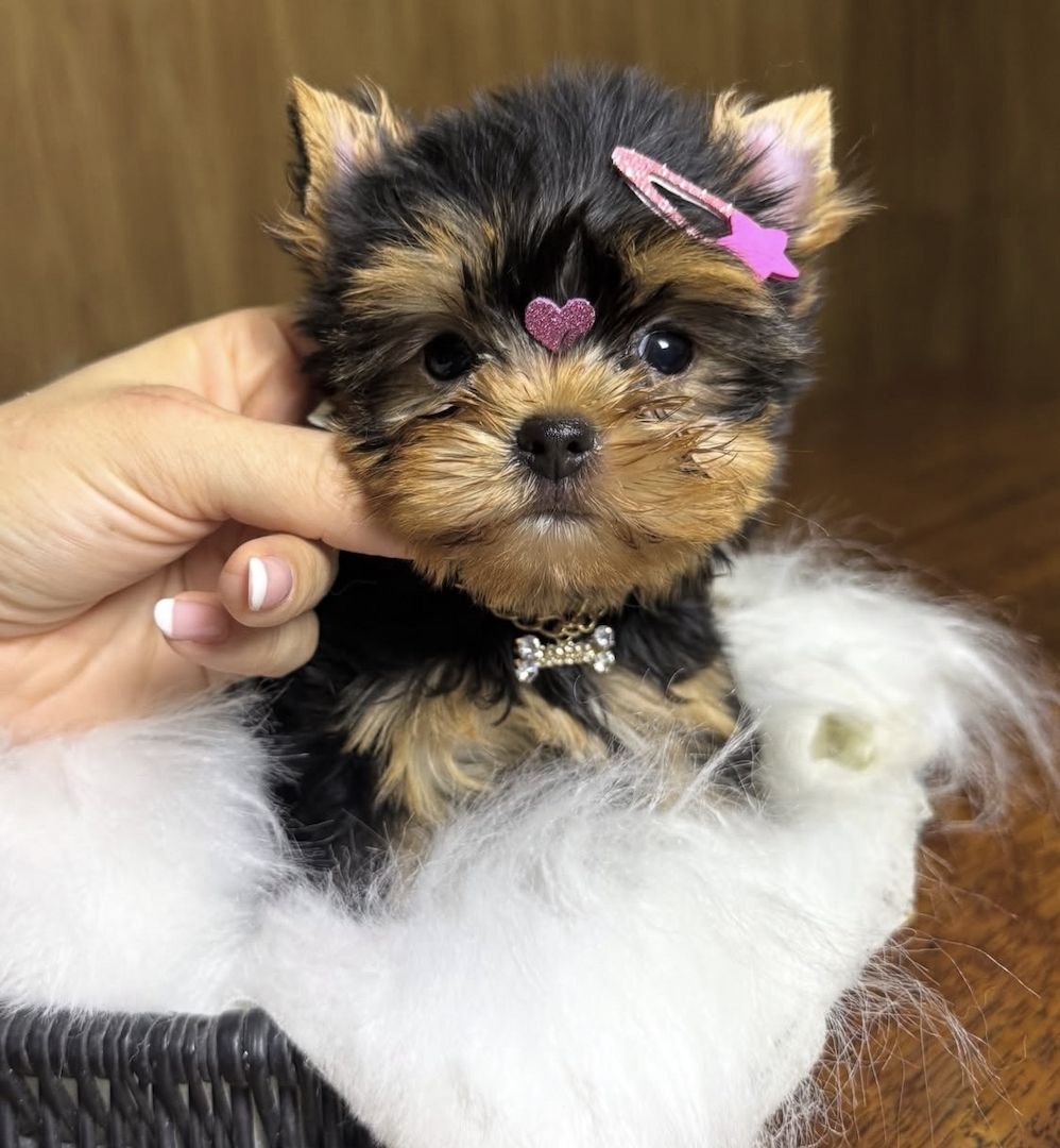Entzückende Yorkshire Terrier Welpen im Miniaturformat