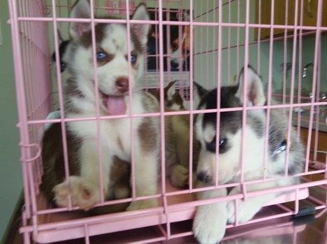 Blauäugige Siberian Husky Welpen suchen ein neues Zuhause