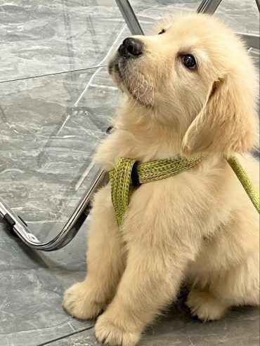 Verspielte Labradorwelpen suchen ein neues Zuhause