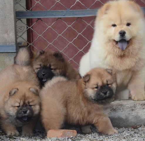 Bezaubernde Chow-Chow-Welpen suchen ein neues Zuhause.