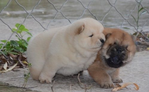 Bezaubernde Chow-Chow-Welpen suchen ein neues Zuhause.
