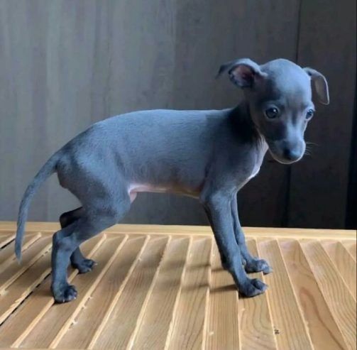 Blaue italienische Windhundwelpen