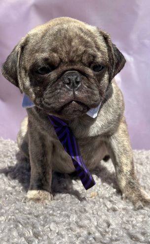 Perfekte Mops-Welpen