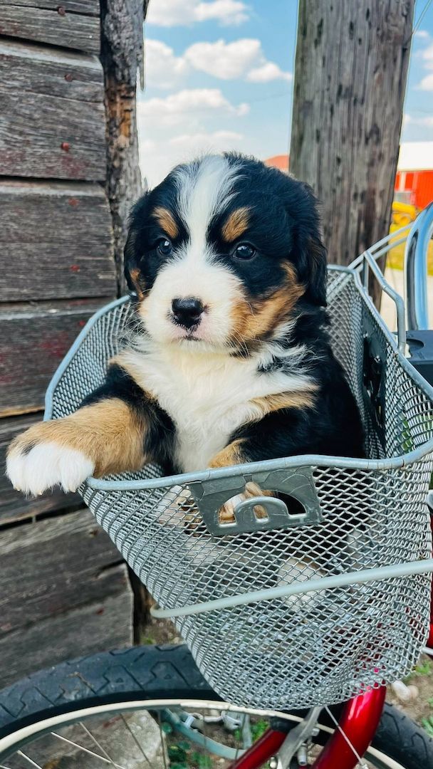 Berner Sennenhundwelpen