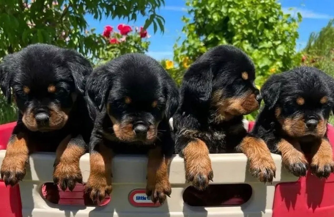 Gesunde Rottweilerwelpen zu verkaufen.