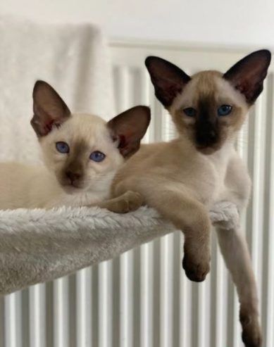 Hochwertige Siamkätzchen
