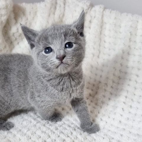 Wunderschöne reinrassige blaue russische Kätzchen ab sofort abgabebereit