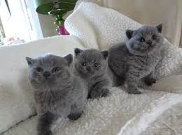 Britisch Kurzhaar-Kätzchen