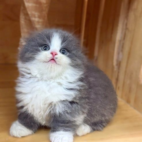 Entzückende Munchkin-Kätzchen 🐾