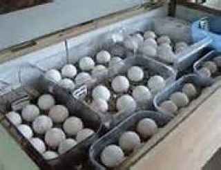 Papageien und befruchtete Eier erhältlich