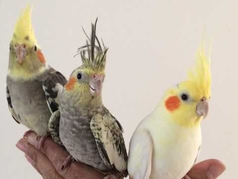 Zwei Nymphensittiche suchen ein neues Zuhause