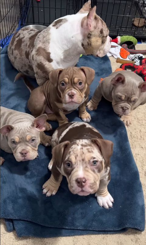 American Pocket Bully Welpen (ABKC)