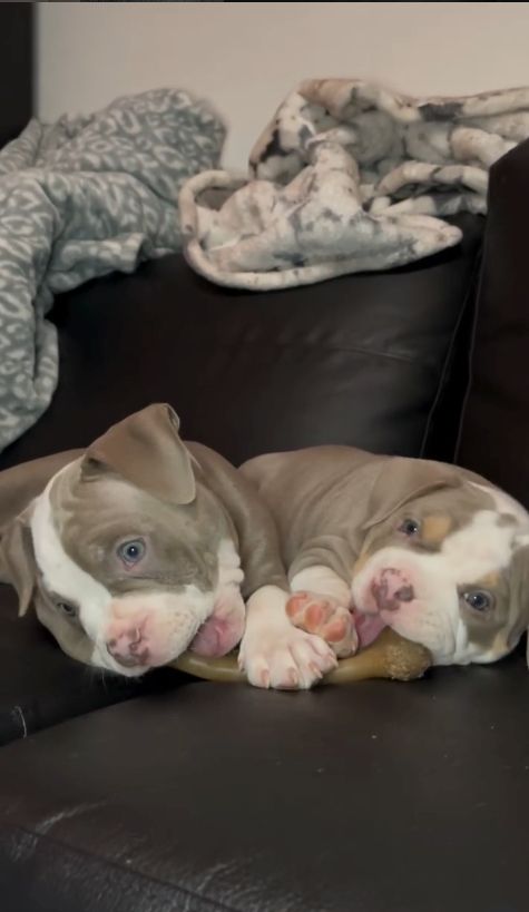 American Bully Pocket Welpen zu verkaufen