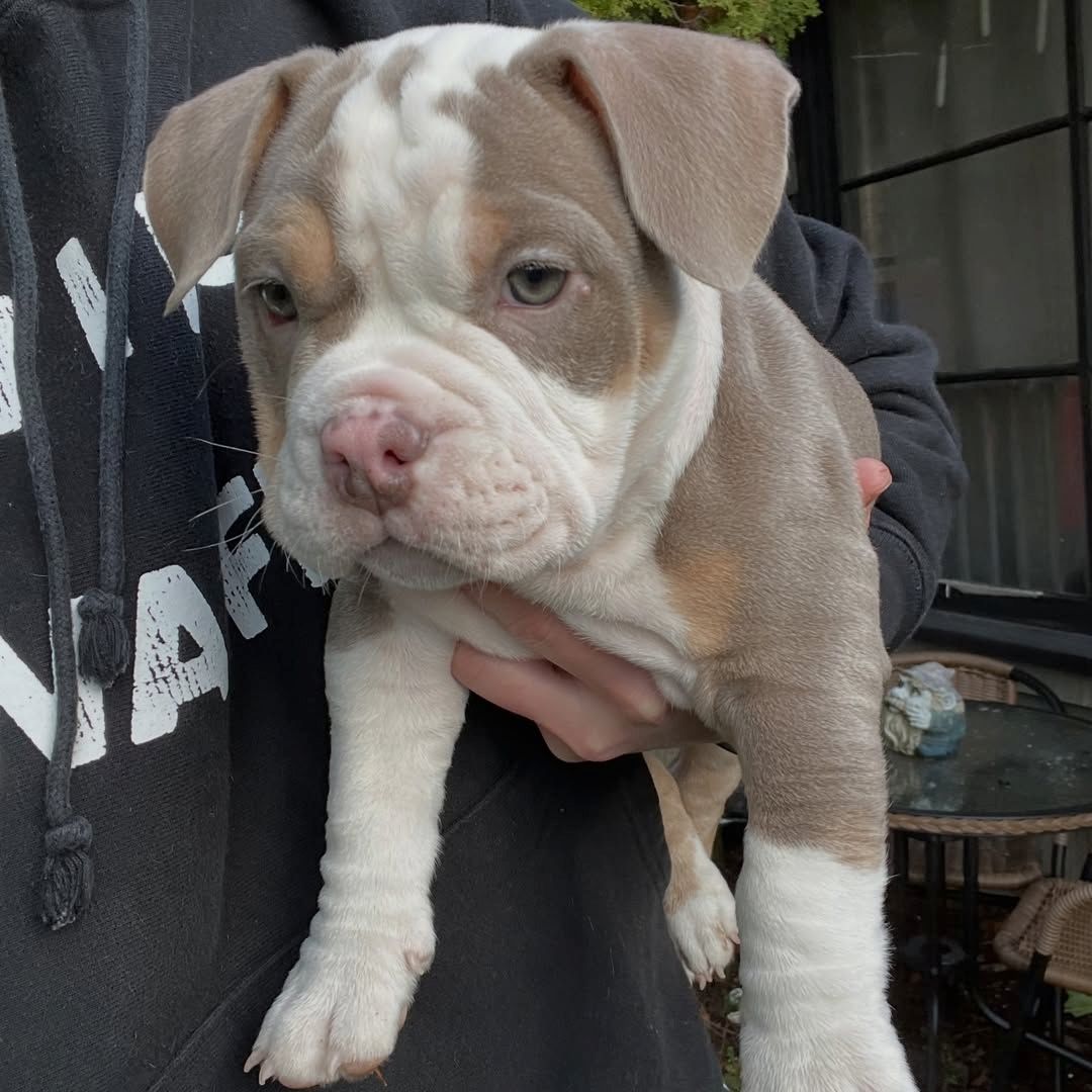 ABKC American Pocket Bully Welpen