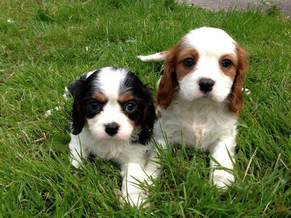Cavalier King Charles Spaniel Welpen