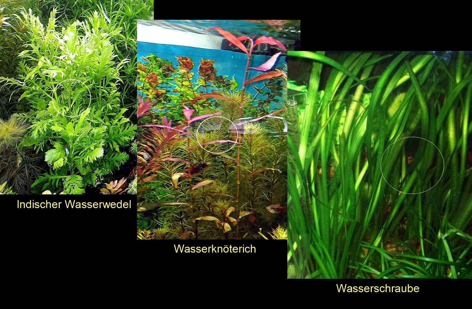 Ind. Wasserwedel, Knöterich, Wasserschraube, Wasserpflanze, ab 2€