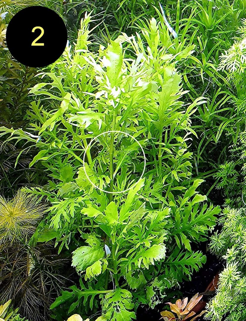 Ind. Wasserwedel, Knöterich, Wasserschraube, Wasserpflanze, ab 2€