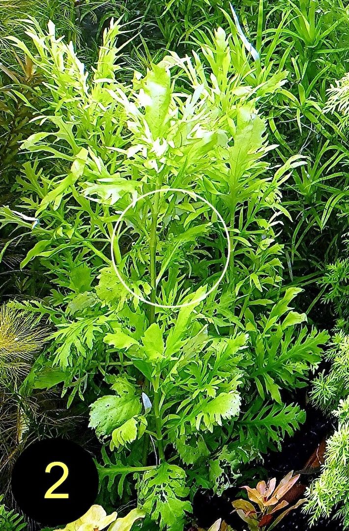 Ind. Wasserwedel, Knöterich, Wasserschraube, Wasserpflanze, ab 2€