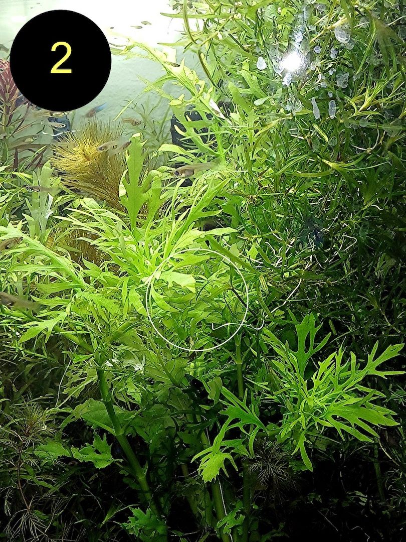 Ind. Wasserwedel, Knöterich, Wasserschraube, Wasserpflanze, ab 2€