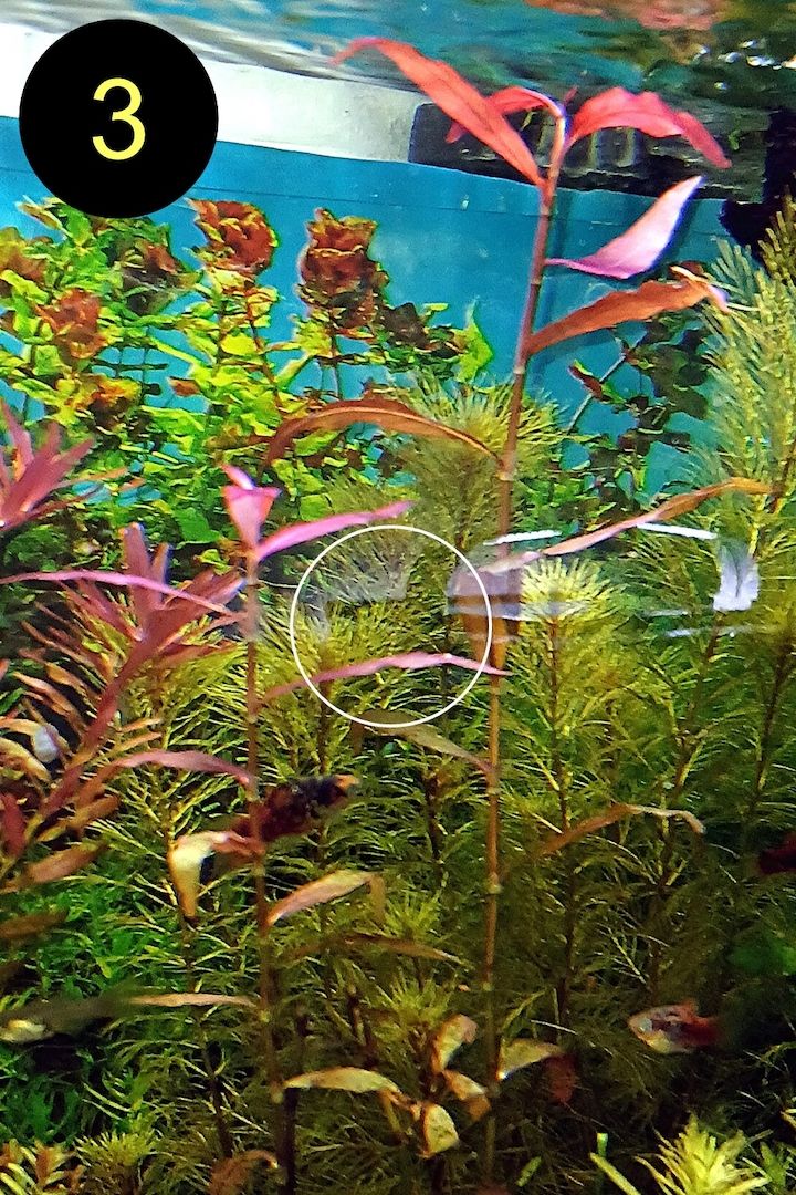 Ind. Wasserwedel, Knöterich, Wasserschraube, Wasserpflanze, ab 2€