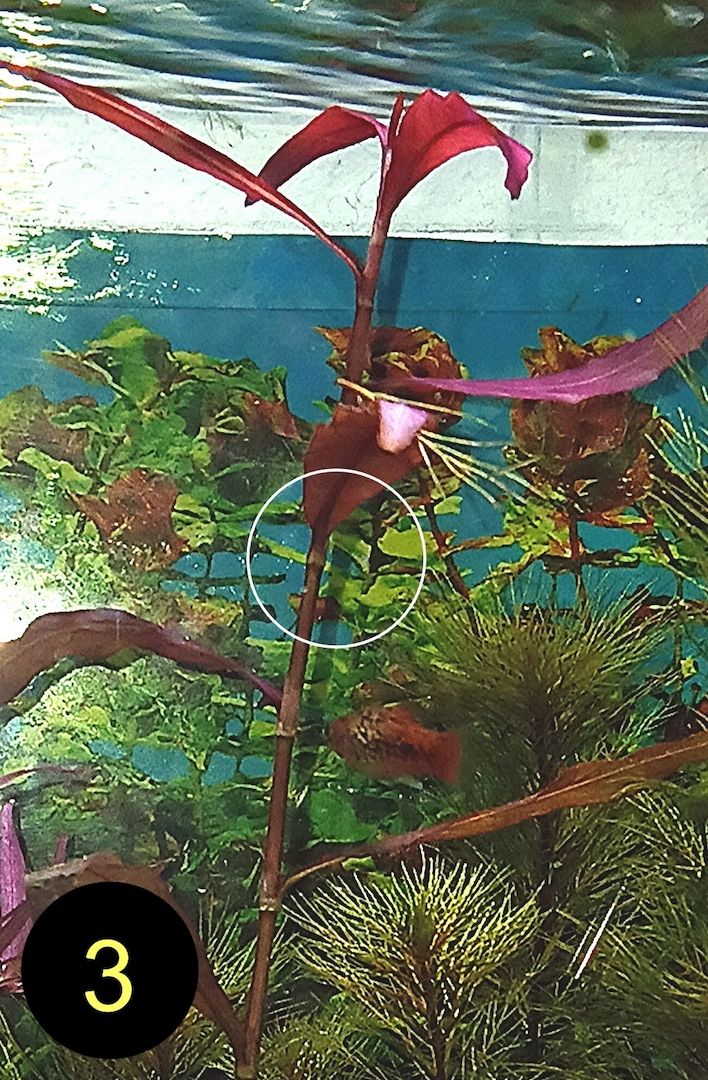 Ind. Wasserwedel, Knöterich, Wasserschraube, Wasserpflanze, ab 2€