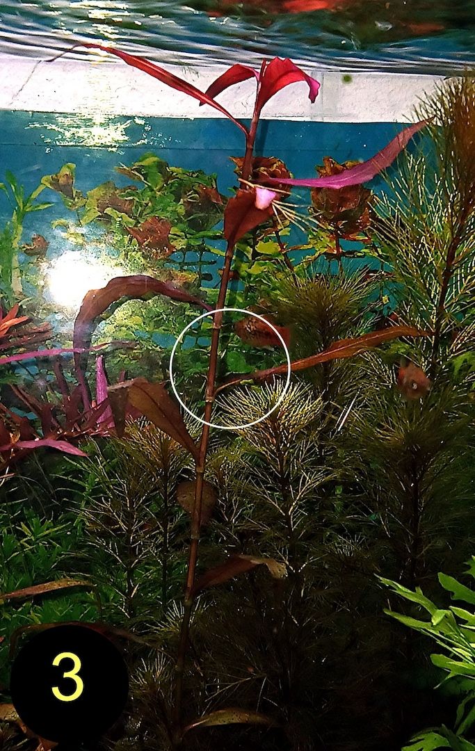 Ind. Wasserwedel, Knöterich, Wasserschraube, Wasserpflanze, ab 2€