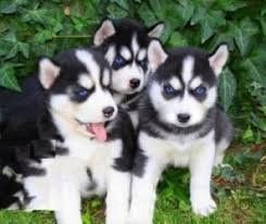 .. Sibirische Husky-Welpen