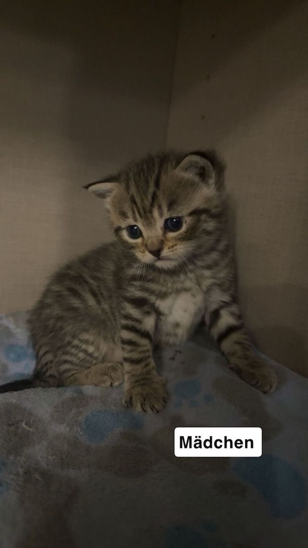 KH Kitten (Britisch Kurzhaar) suchen liebevolles Zuhause 🐱