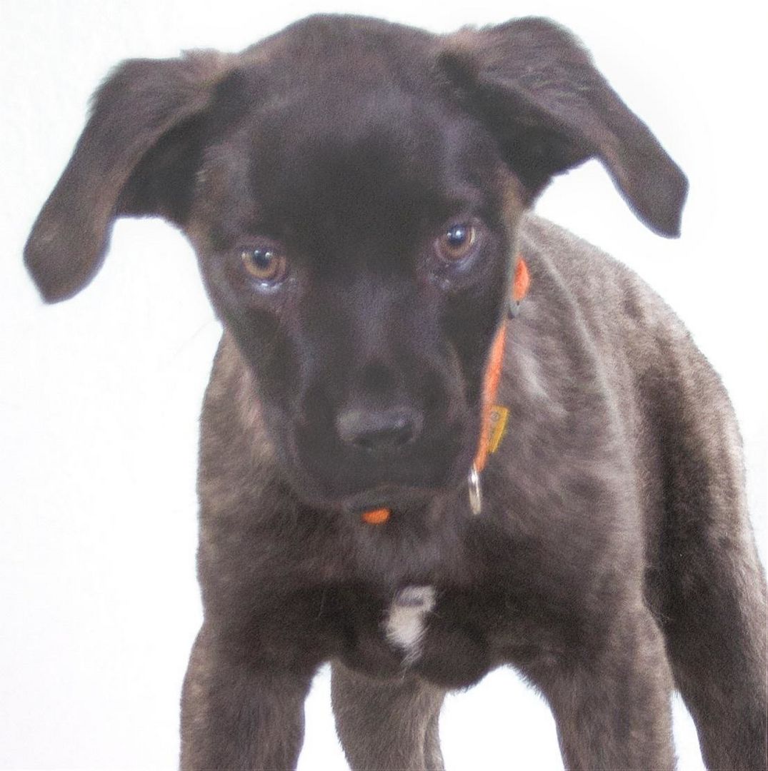 Natalia - sanftes und offenes Hundekind